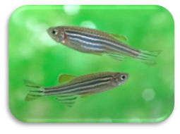 https://biology.unt.edu/sites/biology.unt.edu/files/users/mb0332/Zebrafish%20school.jpg